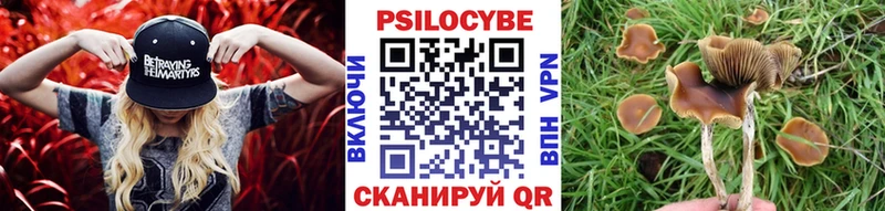 Галлюциногенные грибы Psilocybe  Купить  Новотитаровская 